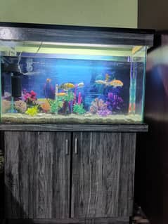 Aquarium and Fish for sale