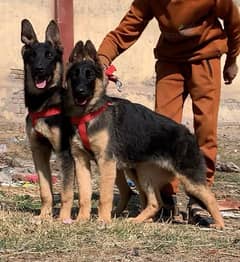 Alsation bagyari pair /security dog for sale/  pure Alsation bagyari