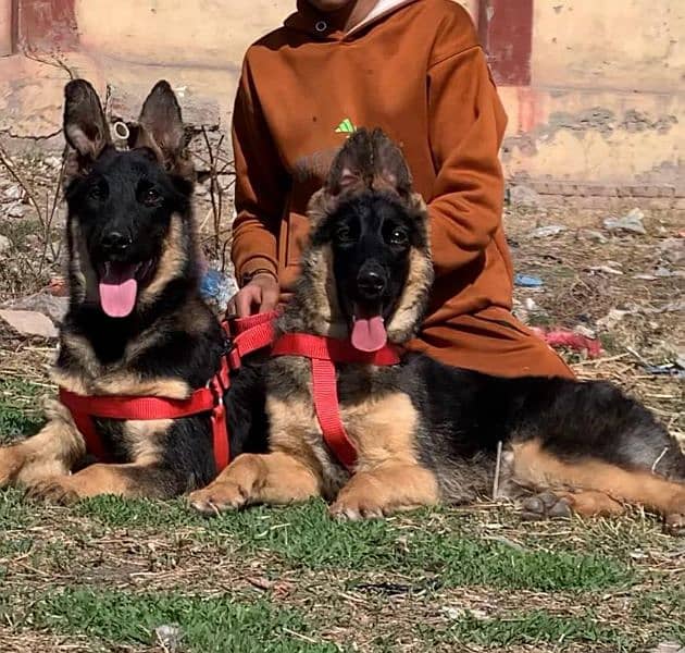 Alsation bagyari pair /security dog for sale/  pure Alsation bagyari 3