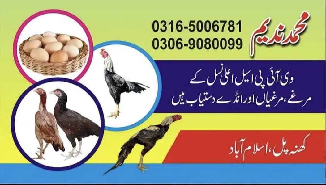 Aseel Heera | aseel Mianwali | aseel eggs | aseel chicks 2