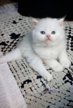 Price 14k punch face Persian kitten