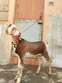 Barbari goat for sale