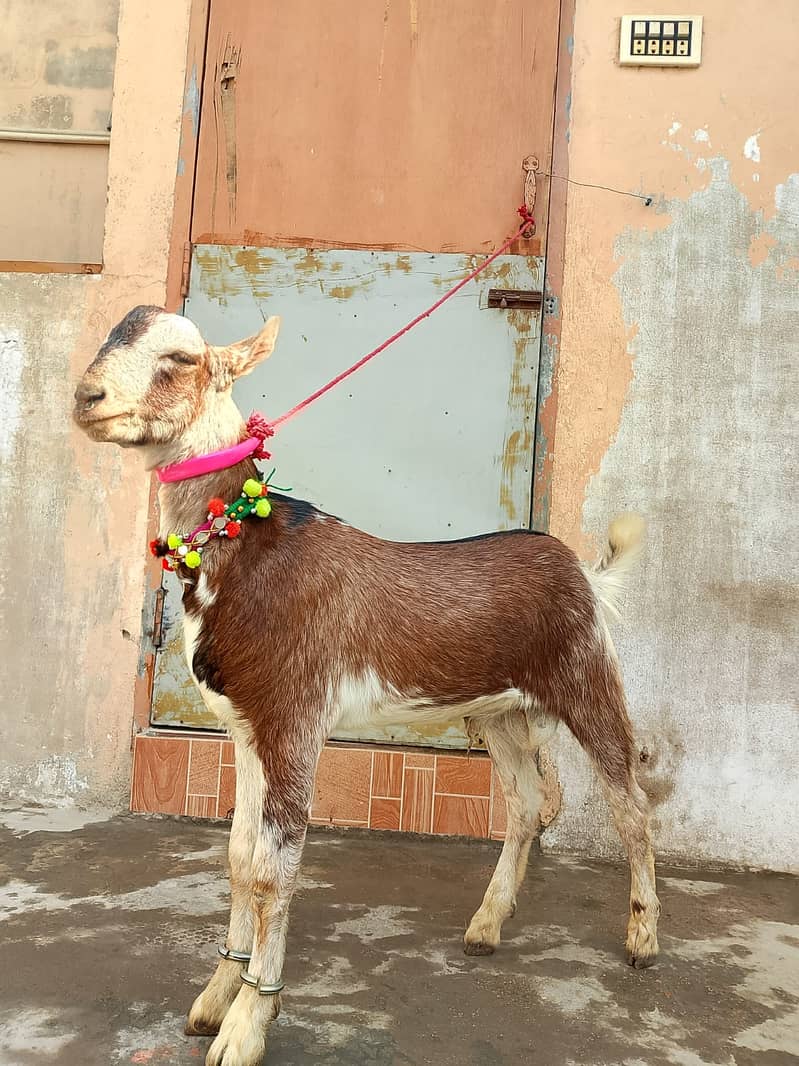 Barbari goat for sale 0