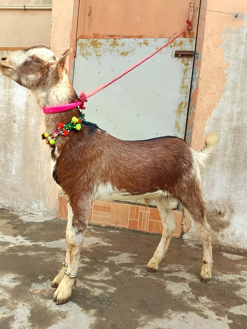 Barbari goat for sale 1