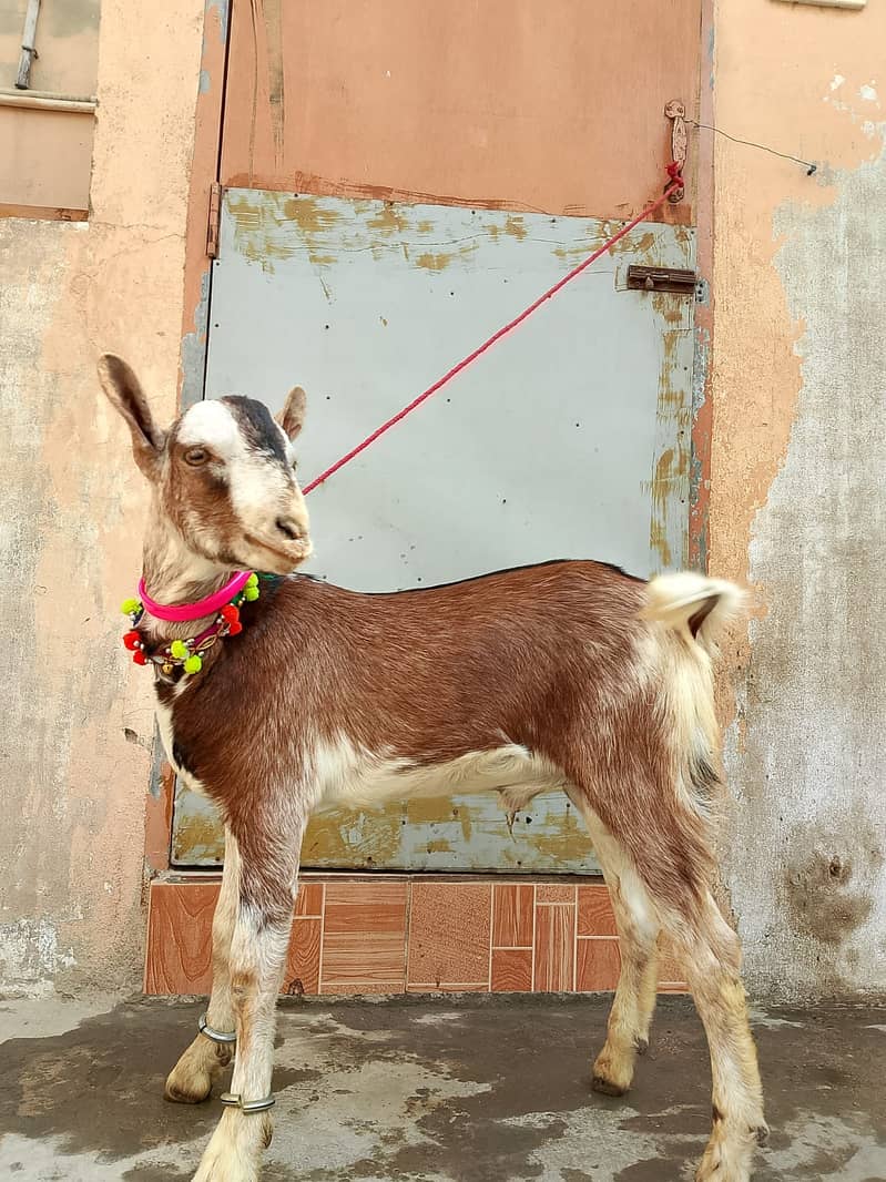 Barbari goat for sale 2