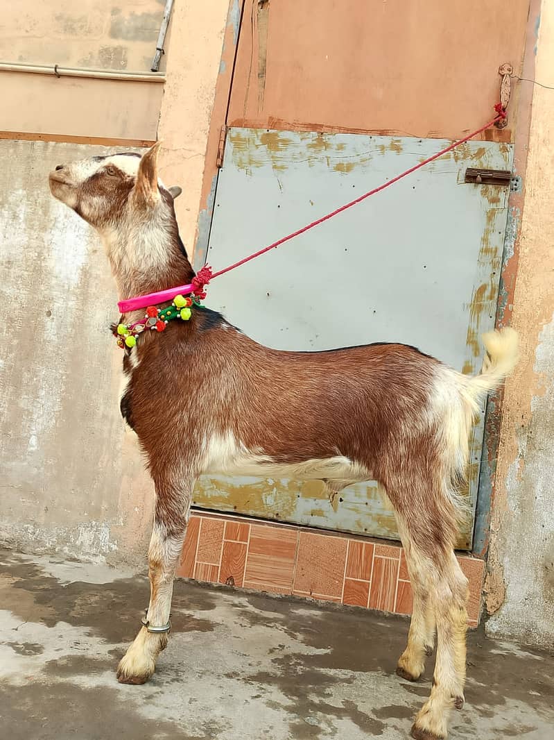 Barbari goat for sale 3