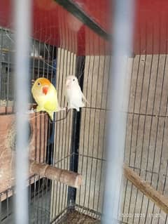 Love Bird Breeder Pair For Sale