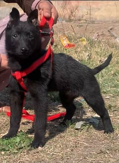 pure bagyari security dog for sale/ Alsation bagyari dog