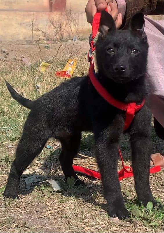 pure bagyari security dog for sale/ Alsation bagyari dog 1