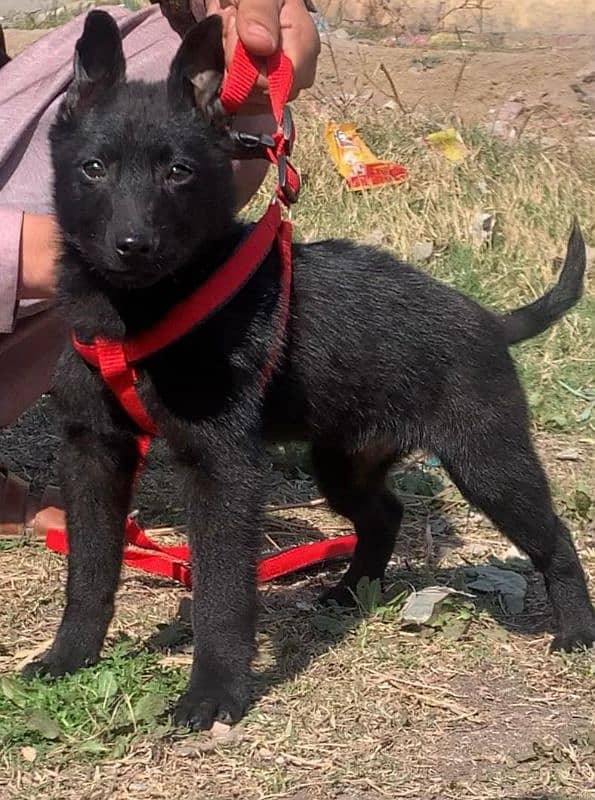 pure bagyari security dog for sale/ Alsation bagyari dog 2