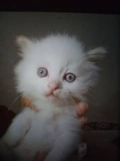 Blue Eyes White Kitten Only On 15000