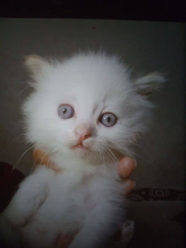 Blue Eyes White Kitten Only On 15000 0