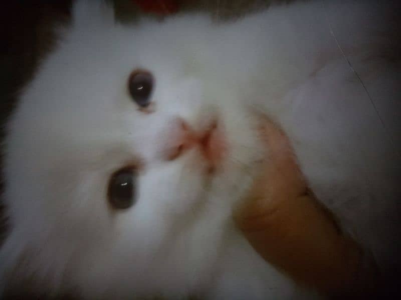 Blue Eyes White Kitten Only On 15000 2