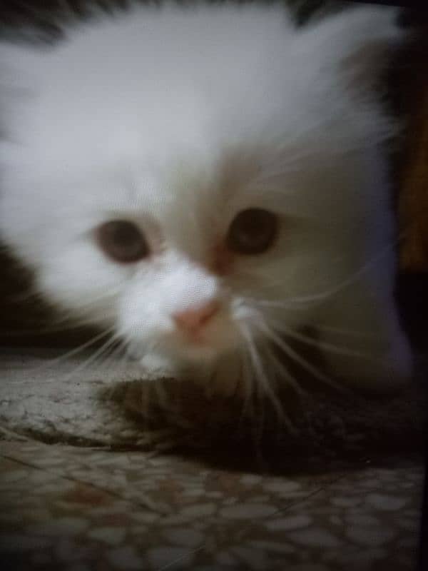 Blue Eyes White Kitten Only On 15000 3