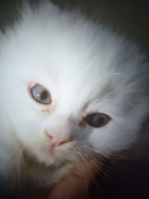 Blue Eyes White Kitten Only On 15000 4