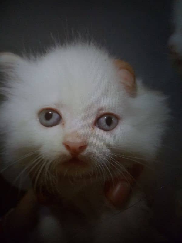 Blue Eyes White Kitten Only On 15000 5