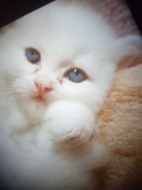 Blue Eyes White Kitten Only On 15000 6