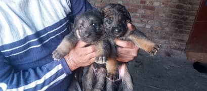 German shepherd puppy