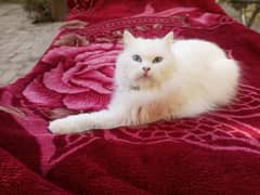 persian cat