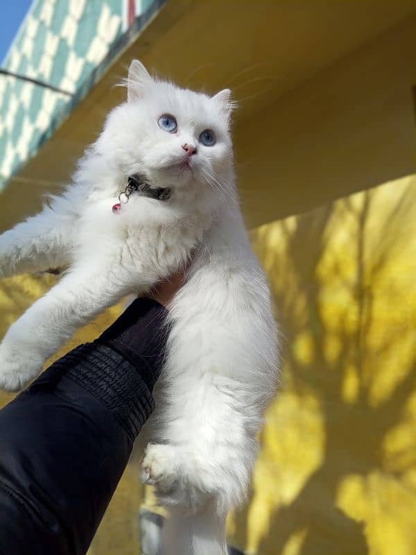 persian cat 1