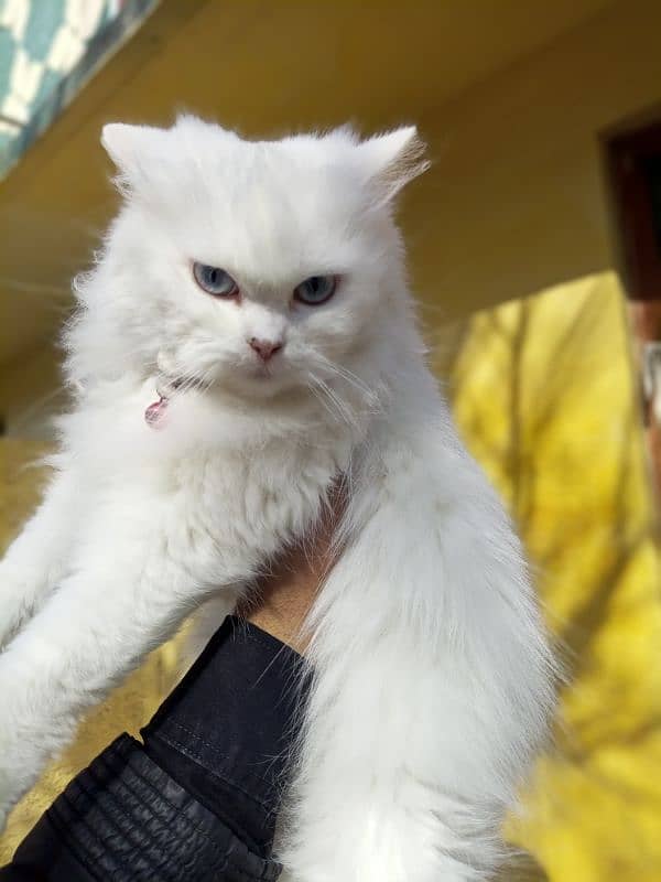 persian cat 3