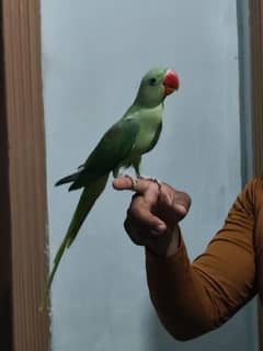 kishmari Raw parrots