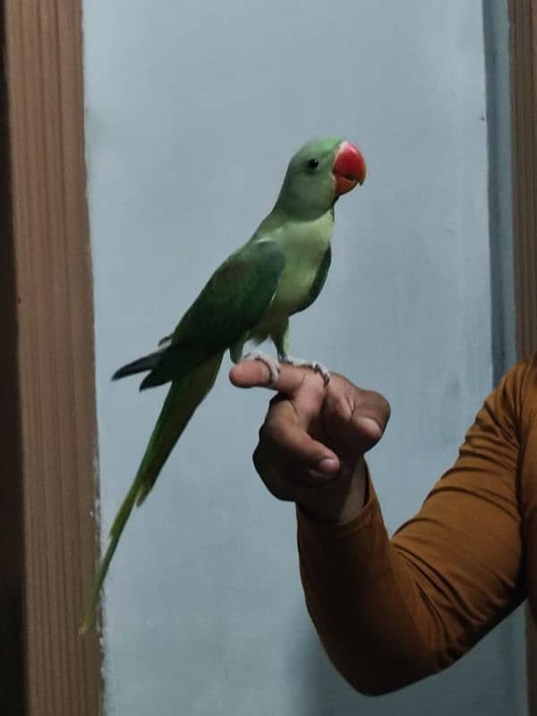 kishmari Raw parrots 0
