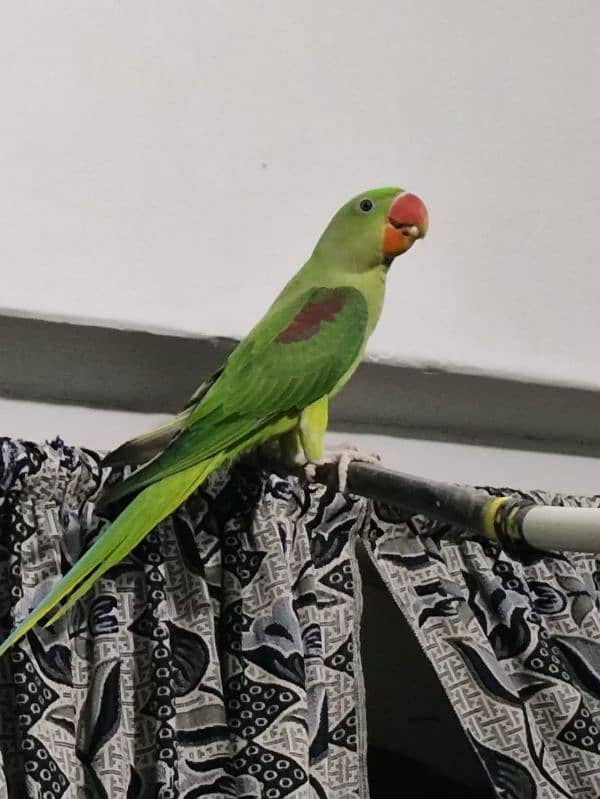 kishmari Raw parrots 1
