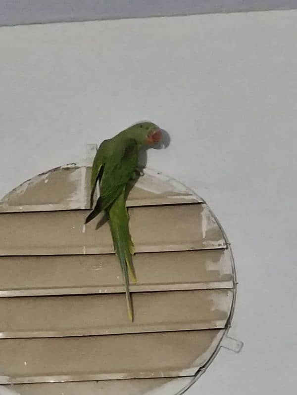 kishmari Raw parrots 2