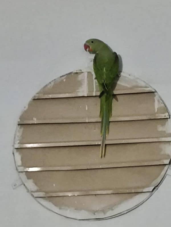 kishmari Raw parrots 3