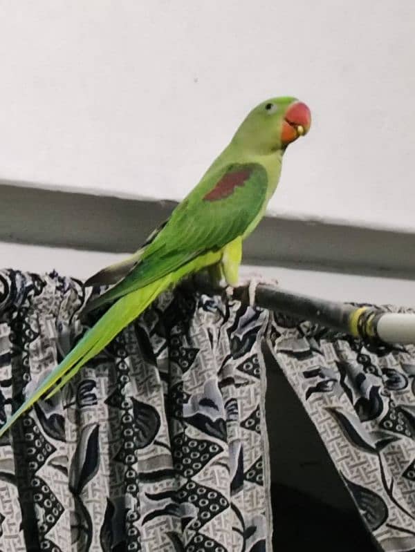 kishmari Raw parrots 4