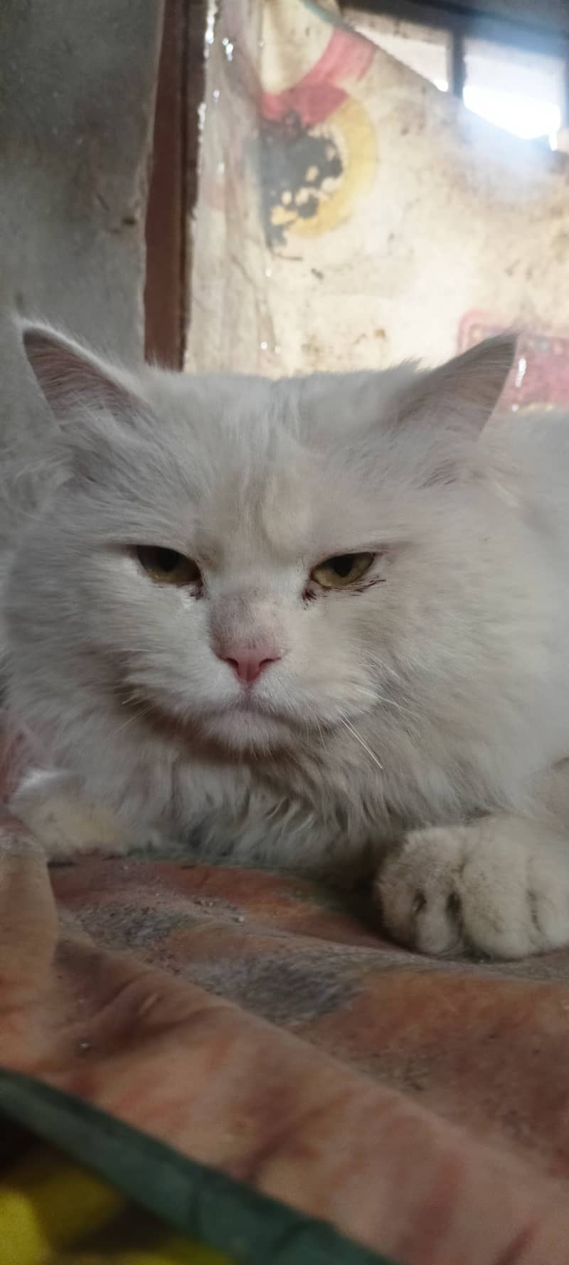 Persian cat male long hair for sale in Multan 2