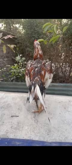 pure aseel male quality bird pure aseel home breed