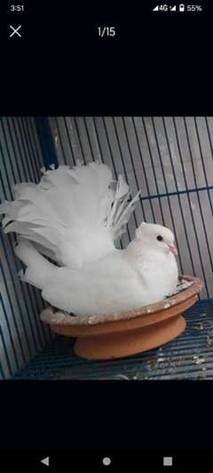 indian fantail breeder pairs for sale