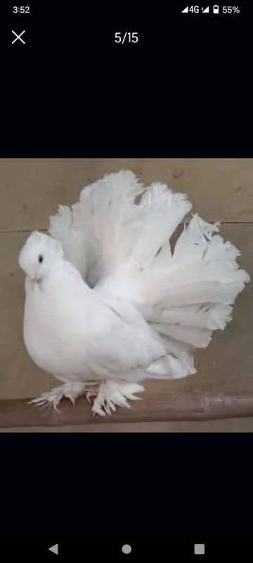 indian fantail breeder pairs for sale 1