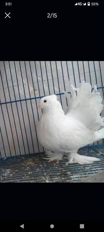 indian fantail breeder pairs for sale 2