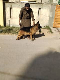 German Shepherd Male Dog / German Shepherd Long Coat Dog For Sale