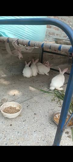 white rabbits