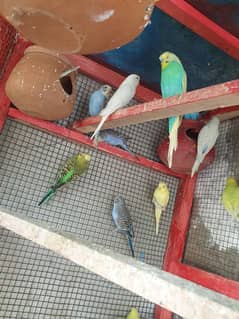 lovebird / love bird  and budgie for sale