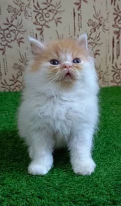 Beautiful Persian kitten(extreme punch)(Triple coat)(Cash on delivery)