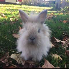 Angora bunnies