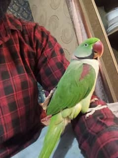 Alexanderine parrot hand tame talking parrot