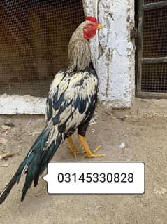 Java Aseel patha available for sale