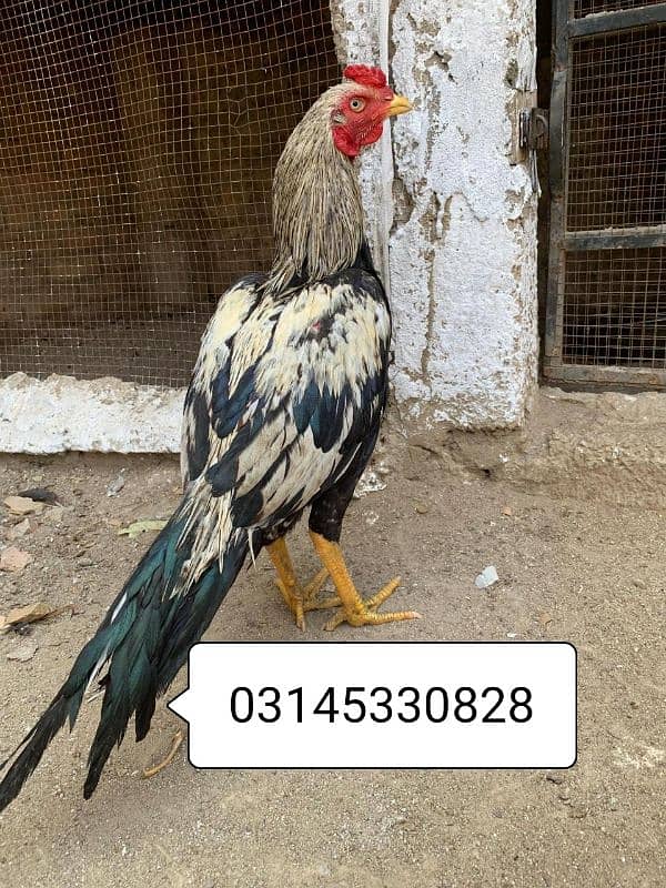 Java Aseel patha available for sale 0