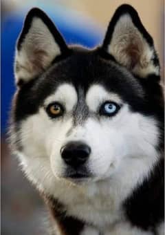 Siberian Husky Puppies/Husky Dog heavy Bone Structure