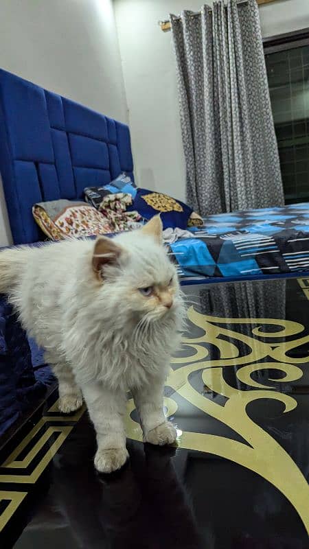 White and brown shaded Persian kittens 0