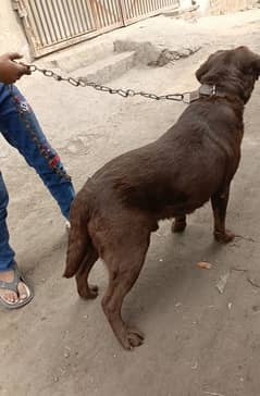 chocolate Labrador