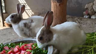 Adorable Rabbit Pair for Sale – Healthy & Active!