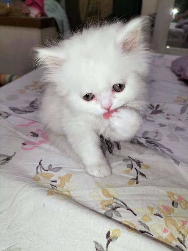 Persian kitten 0