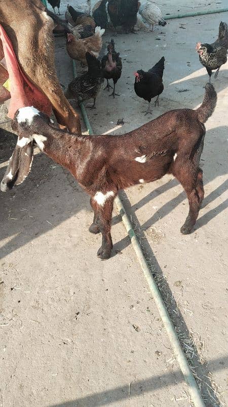 Cross Betal Female Goat 5